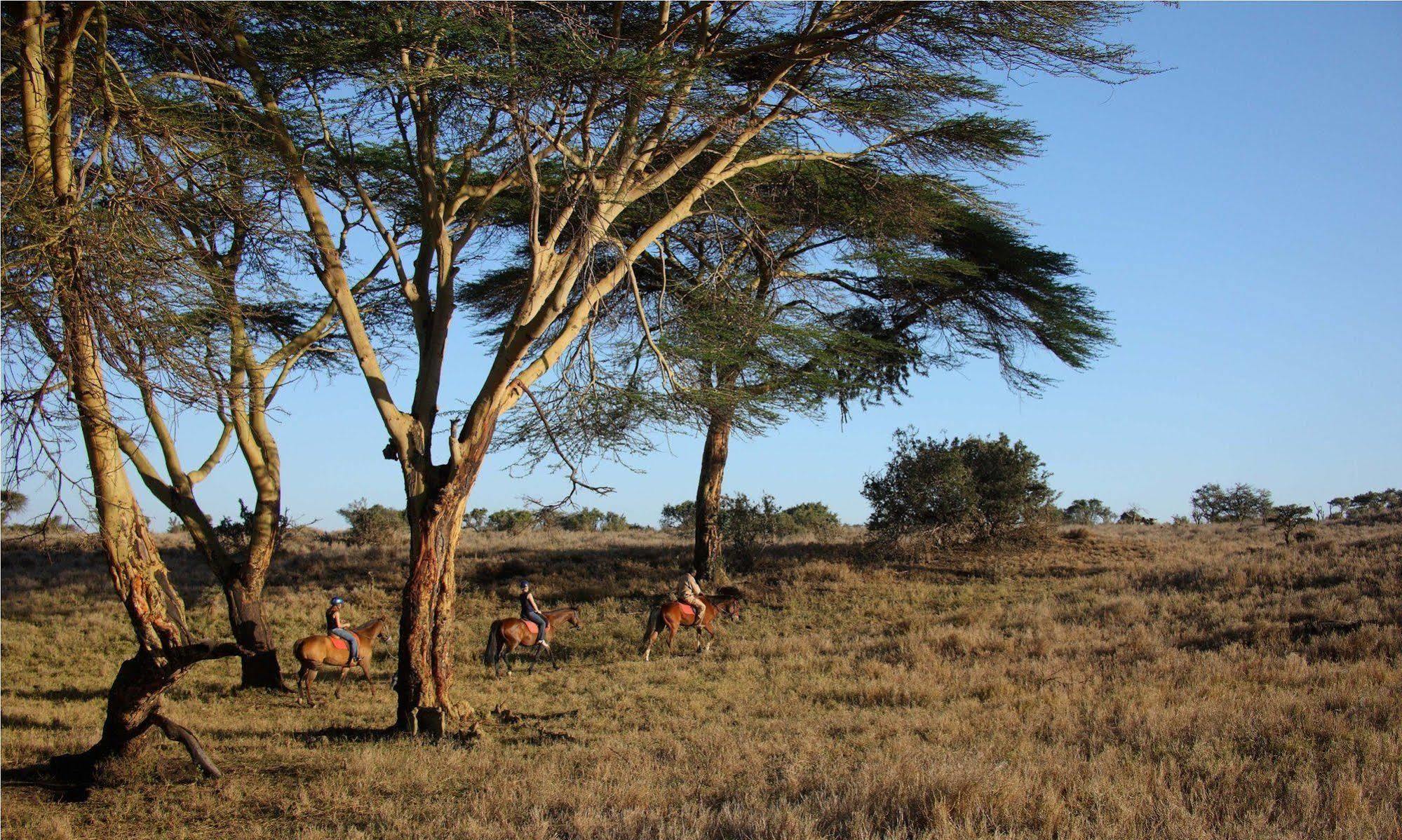 Elewana Lewa Safari Camp Hotel Timau Buitenkant foto